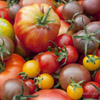 Assortiment de tomates Bio